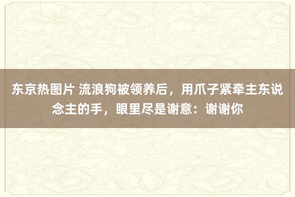 东京热图片 流浪狗被领养后，用爪子紧牵主东说念主的手，眼里尽是谢意：谢谢你
