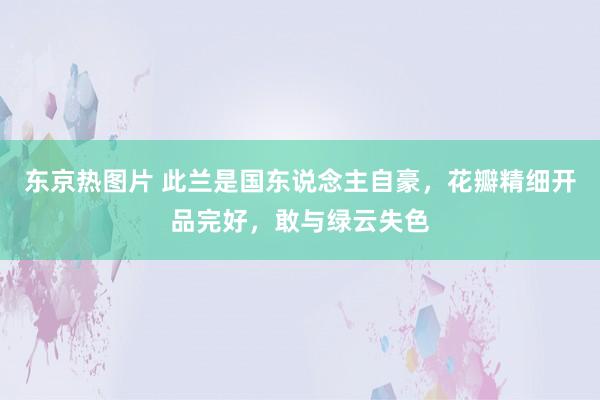 东京热图片 此兰是国东说念主自豪，花瓣精细开品完好，敢与绿云失色